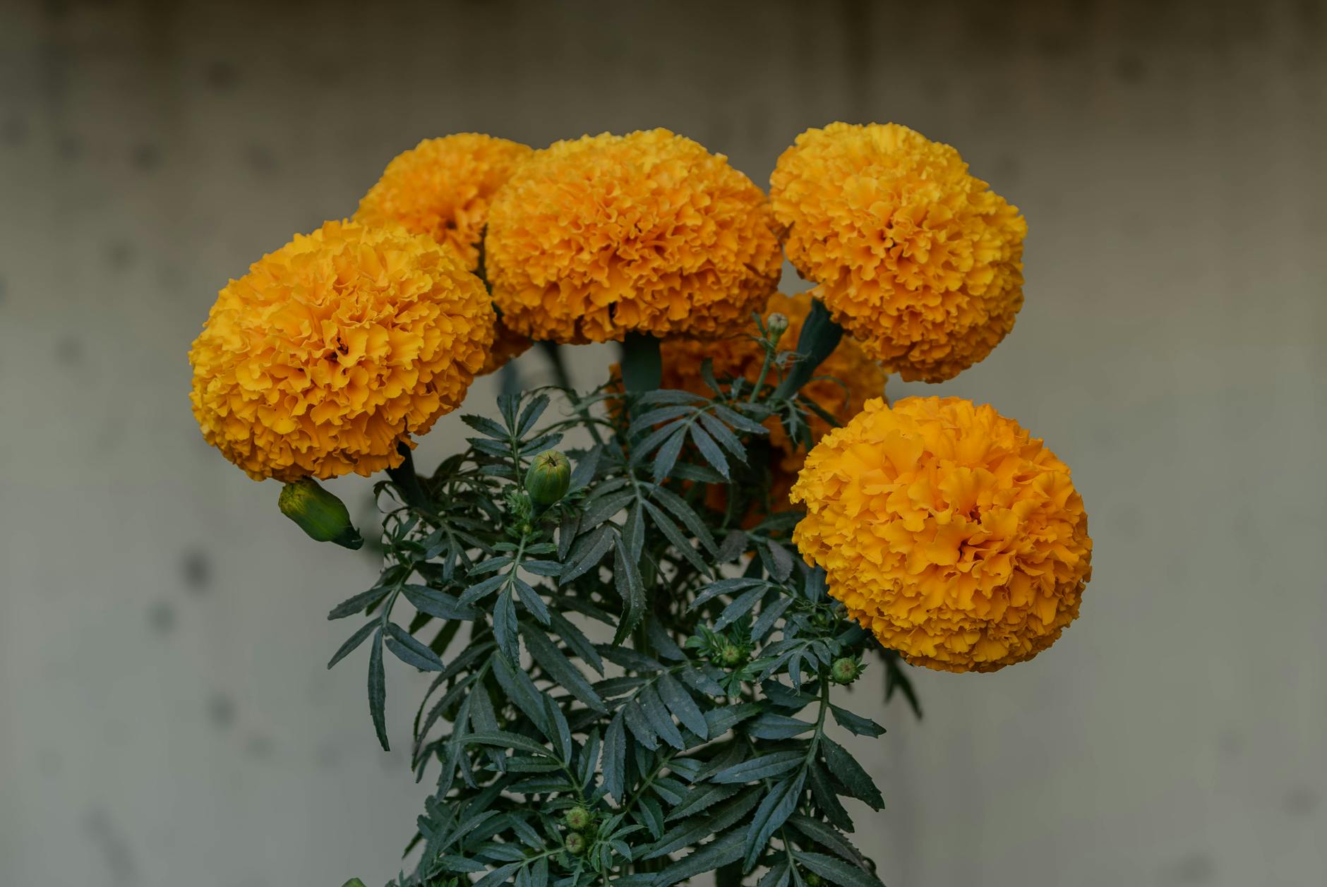 How Does the Annual SSDI Payment Adjustment Work?