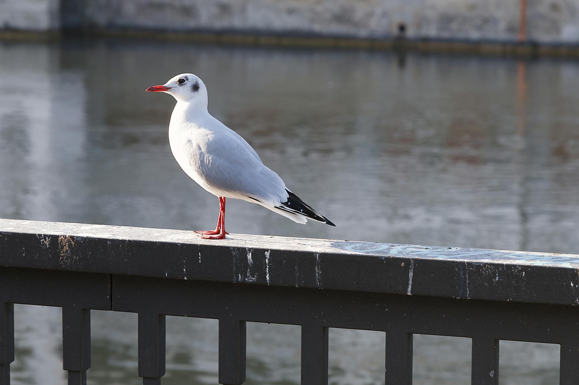 Special Circumstances Affecting Survivor Benefit Eligibility and Amounts