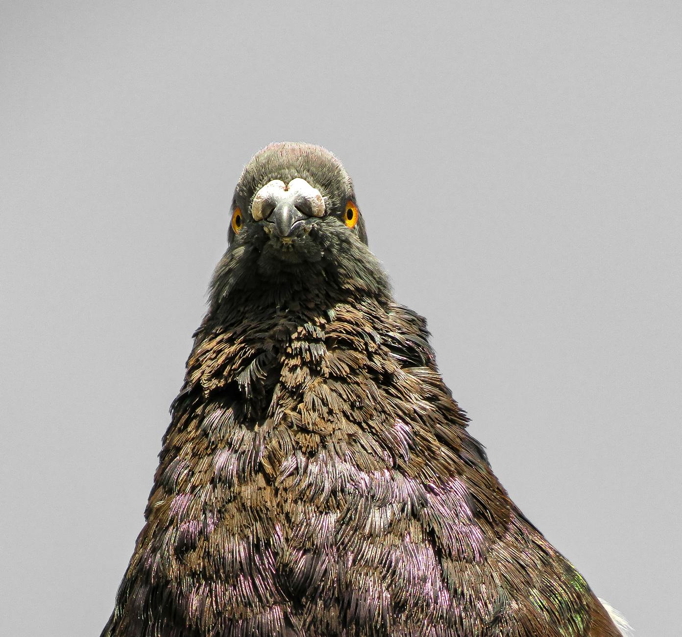 What Are the Most Common Mistakes That Lead to SSDI Application Denials?