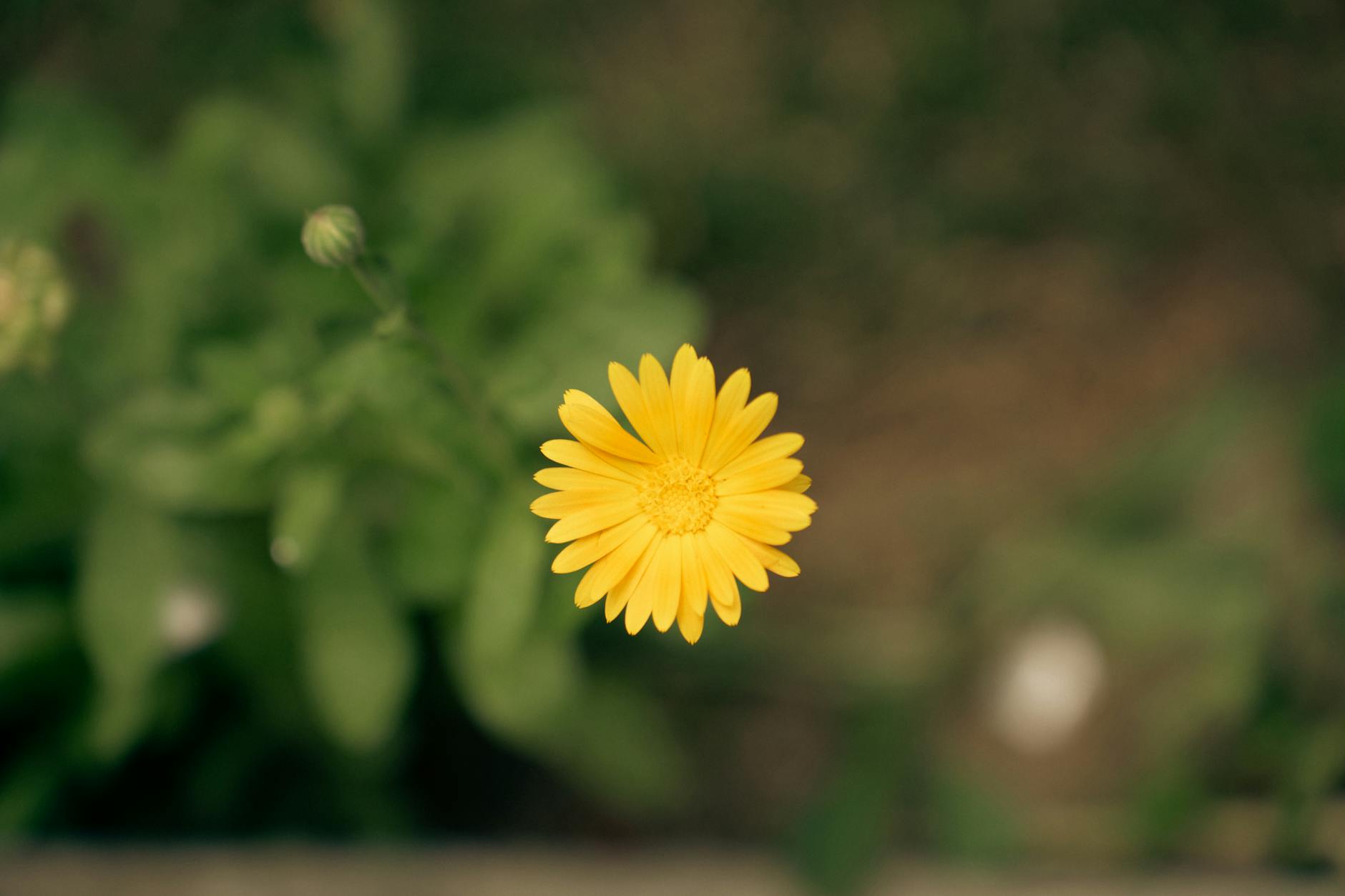 What Determines the Annual COLA Percentage for SSDI Recipients?