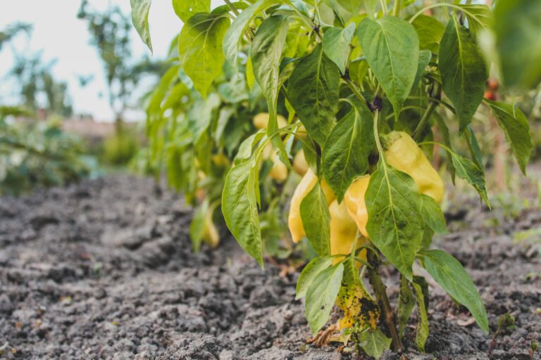 Emerging Retirement Locations Growing in Popularity - Featured image