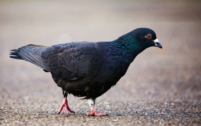 Most Common Retirement Locations with Low Taxes - Featured image