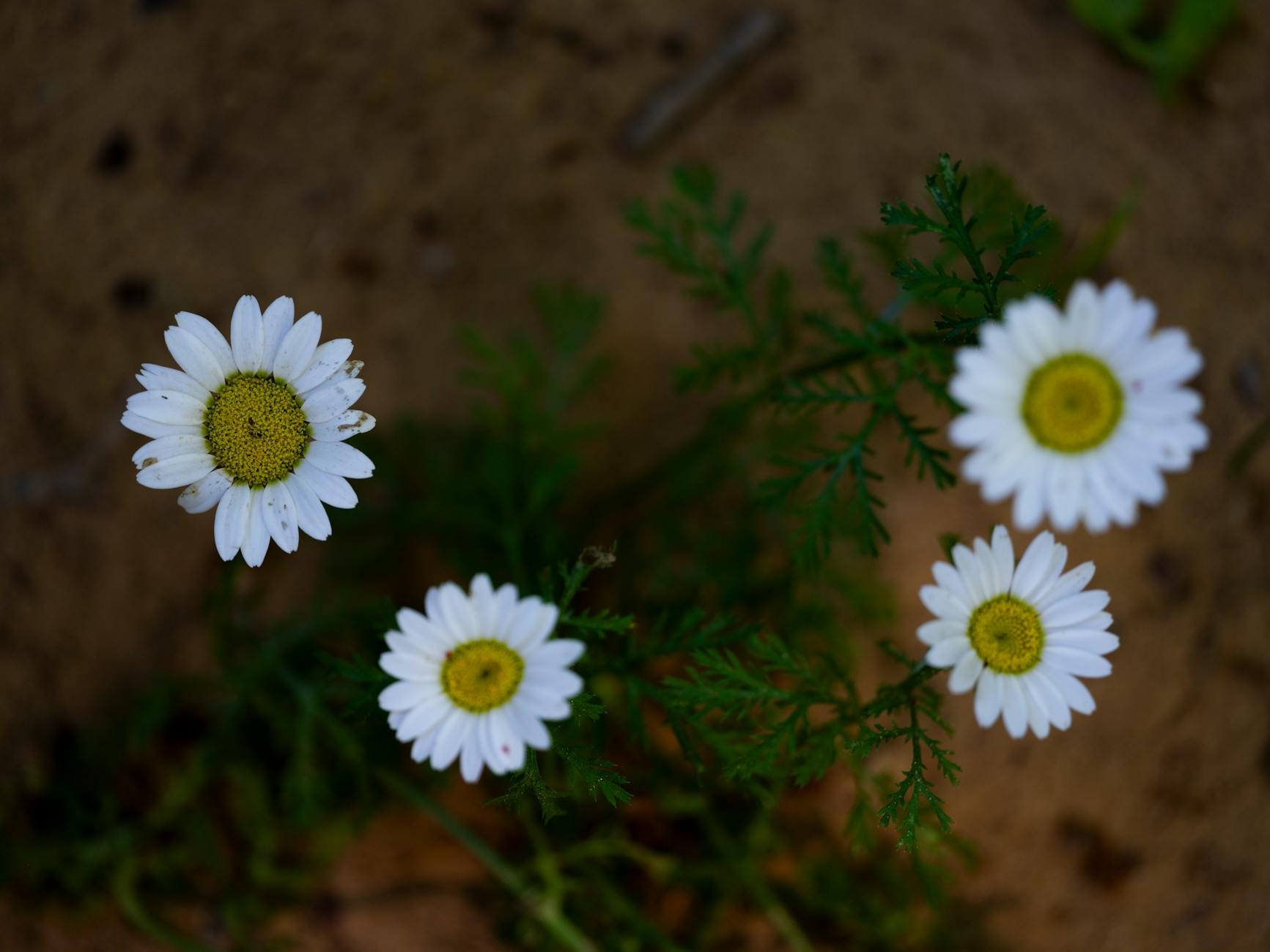 What Does True Freedom After 55 Actually Cost?