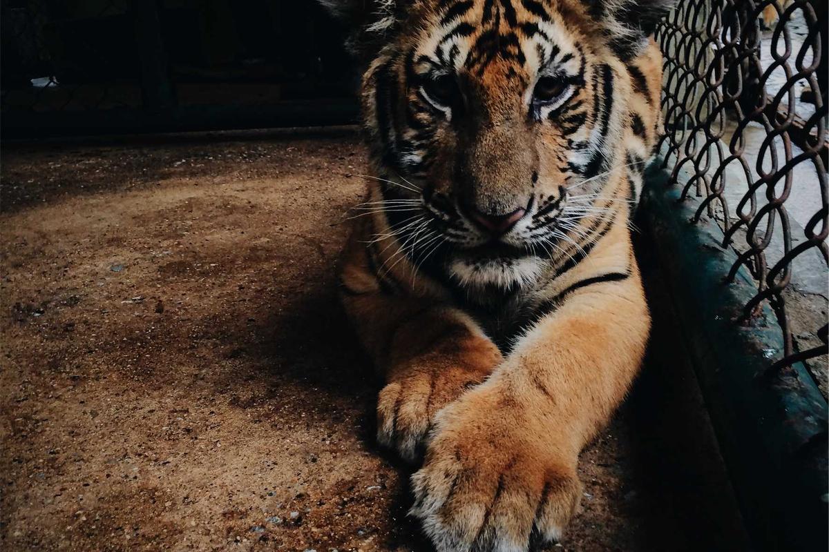 What Is the Difference Between Average Retirement Age and Pension Start Age?