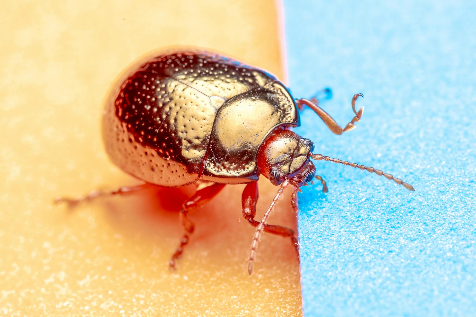 Which Locations Are the Most Popular Retirement Destinations in the United States Right Now?