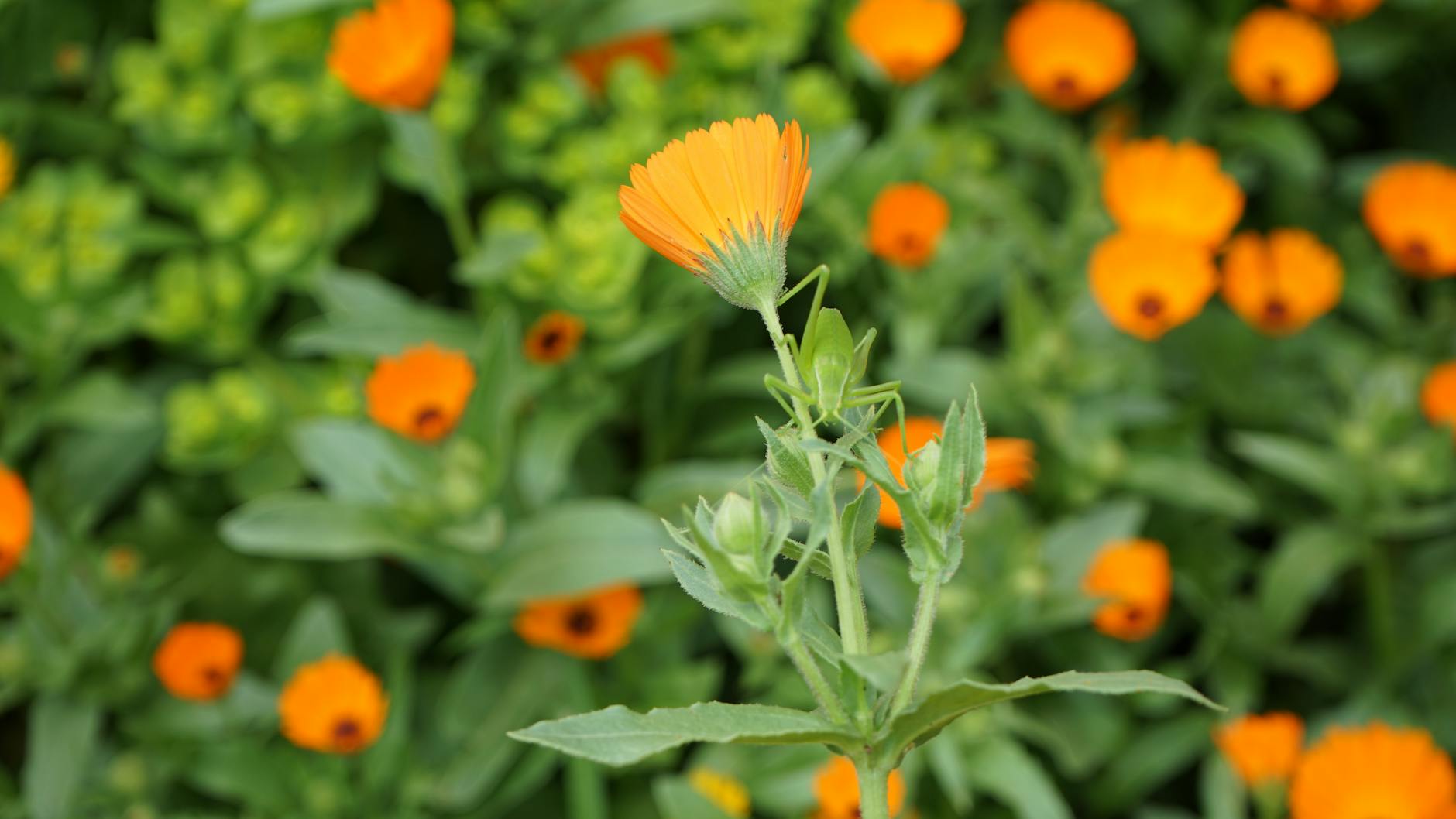 What Are the Annual Contribution Limits and Can You Exceed Them?