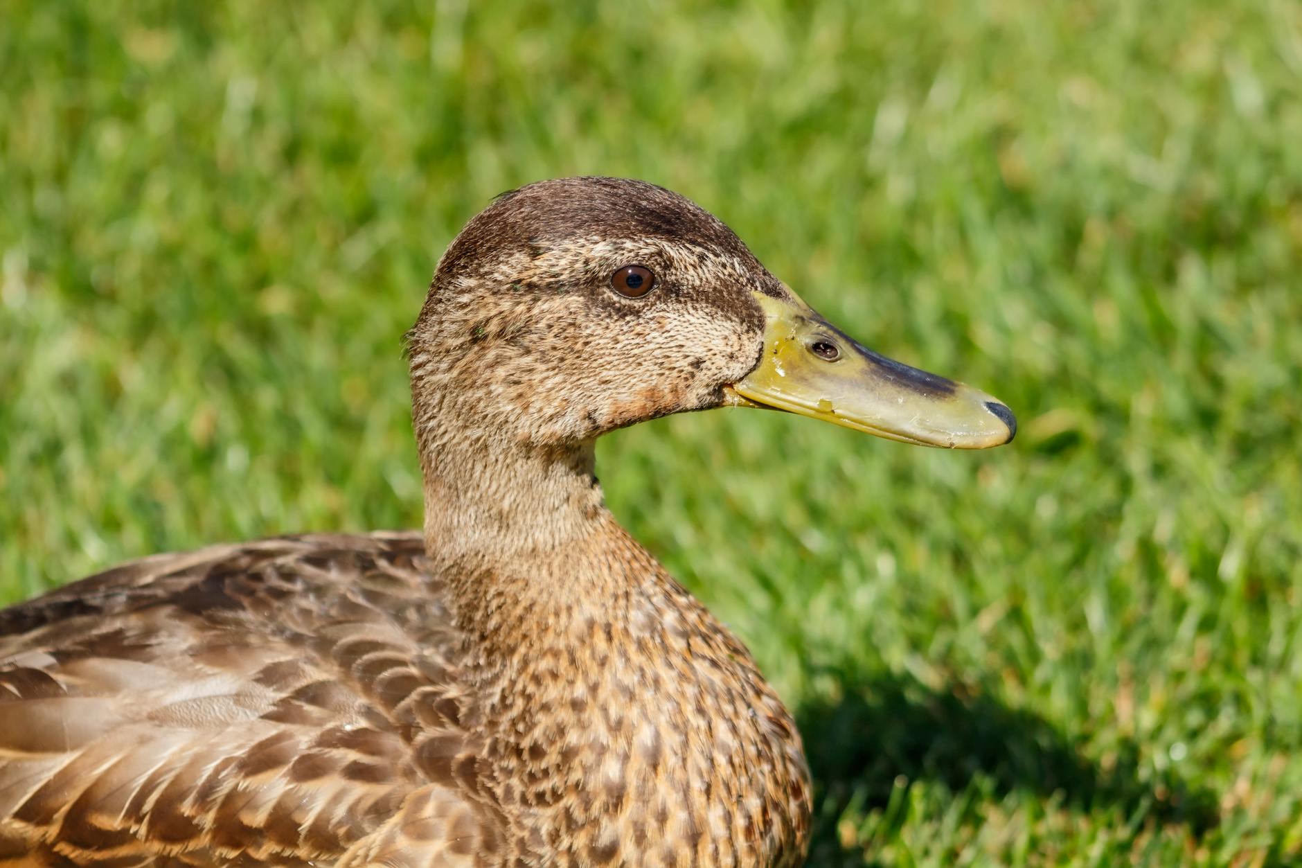 What Are the Most Common Pension Decision Errors?