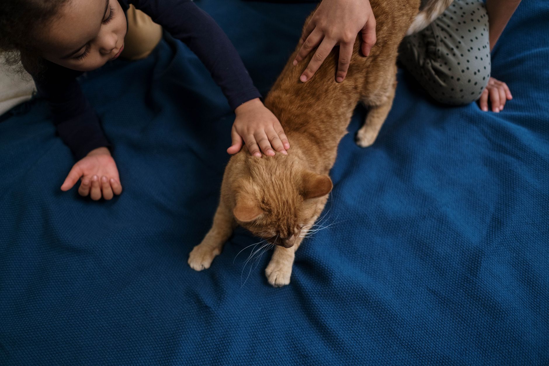 $1,400 Average Annual Pet Veterinary Expense for Retirees Who Own at Least One Pet - Featured image