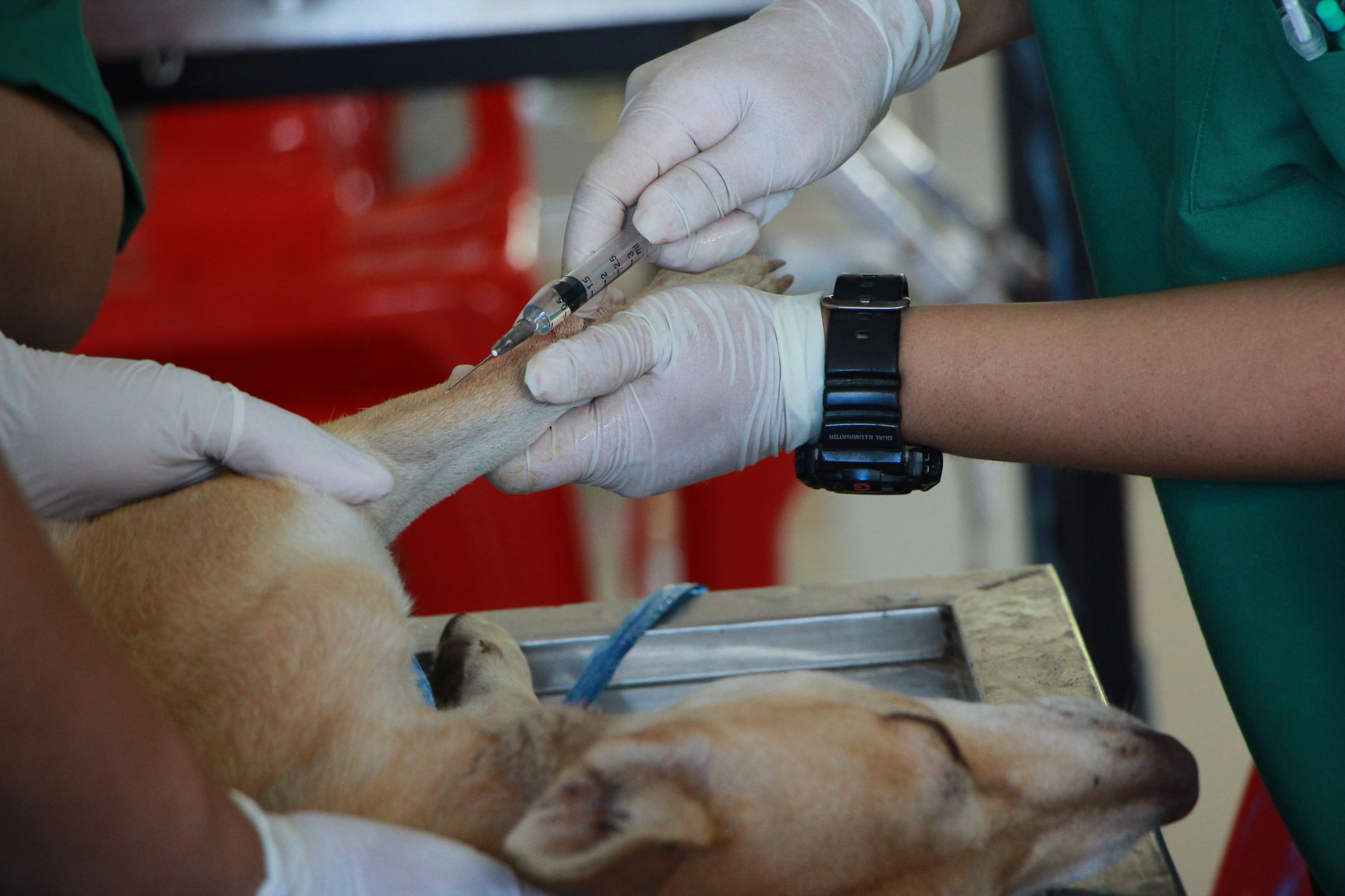 Can Pet Medical Emergencies Actually Derail Your Retirement Plan?
