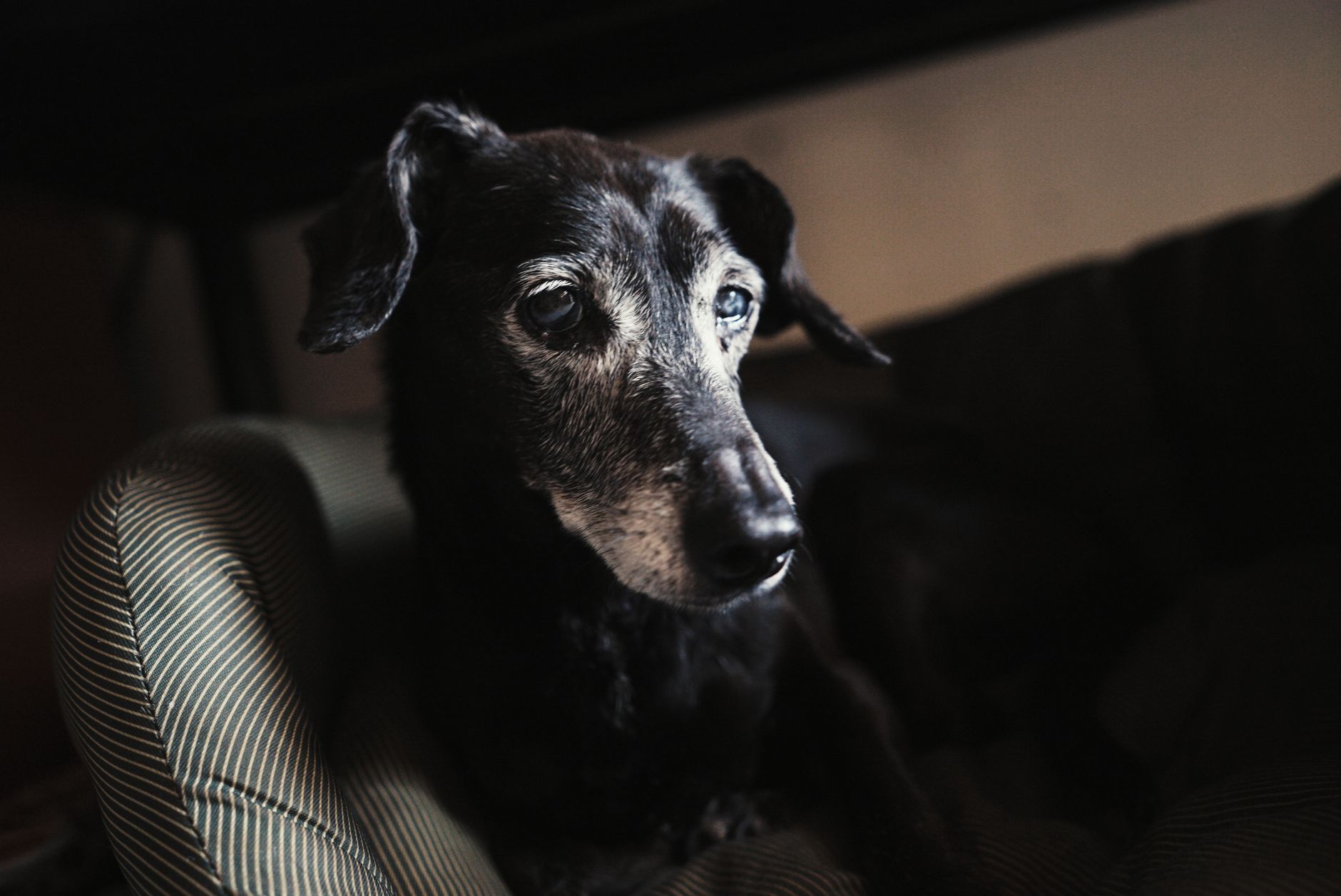Pet Age and Breed as Cost Multipliers for Retirement Pet Owners