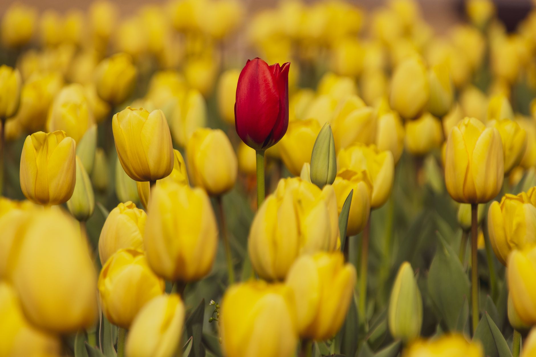 What Are the Different Types of Special Needs Trusts?