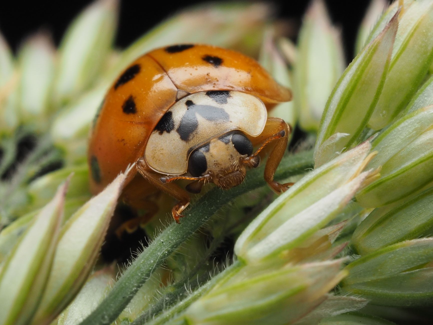 How Do Lady Bird Deeds Differ from Traditional Life Estate Deeds?