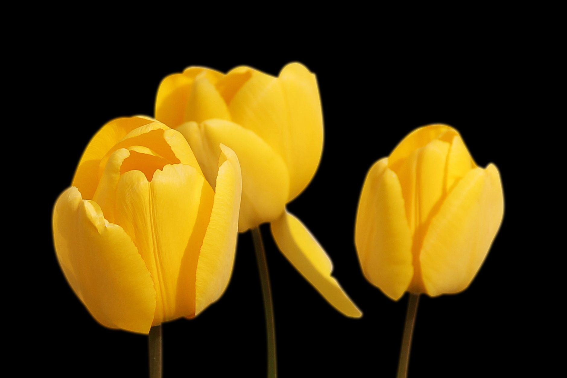 What Are the Three Tests for Self-Employment Classification?
